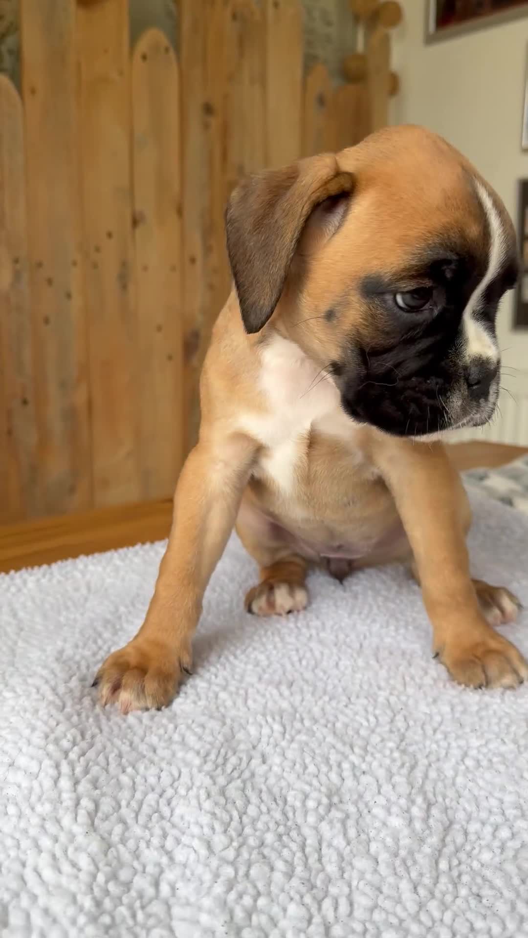 Boxer dogs for sale: STUNNING PEDIGREE BOXERS!x - Video 1