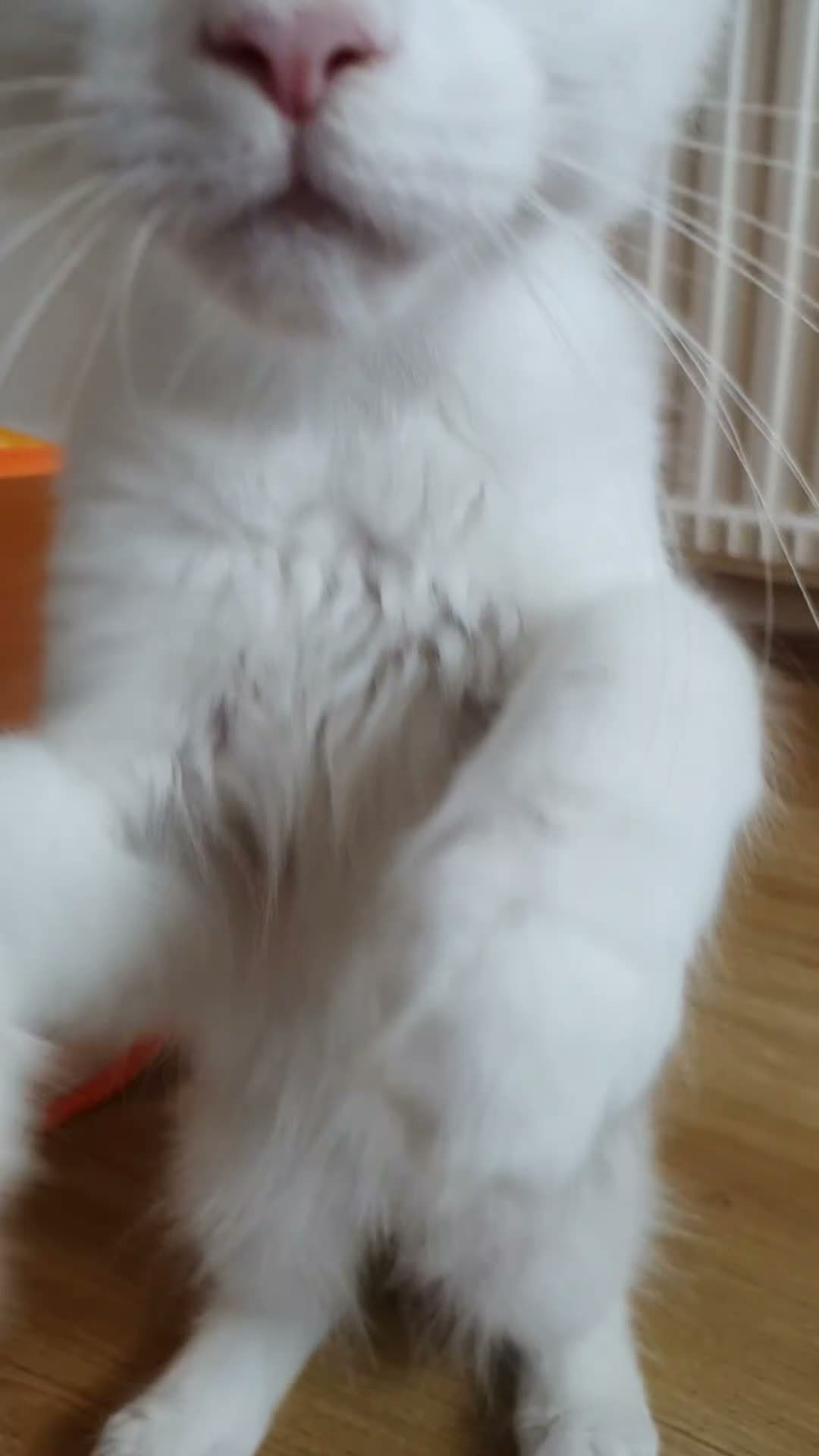 Maine Coon cats for sale: 🏅TICA🏅 pure white boys maine coons - Video 2