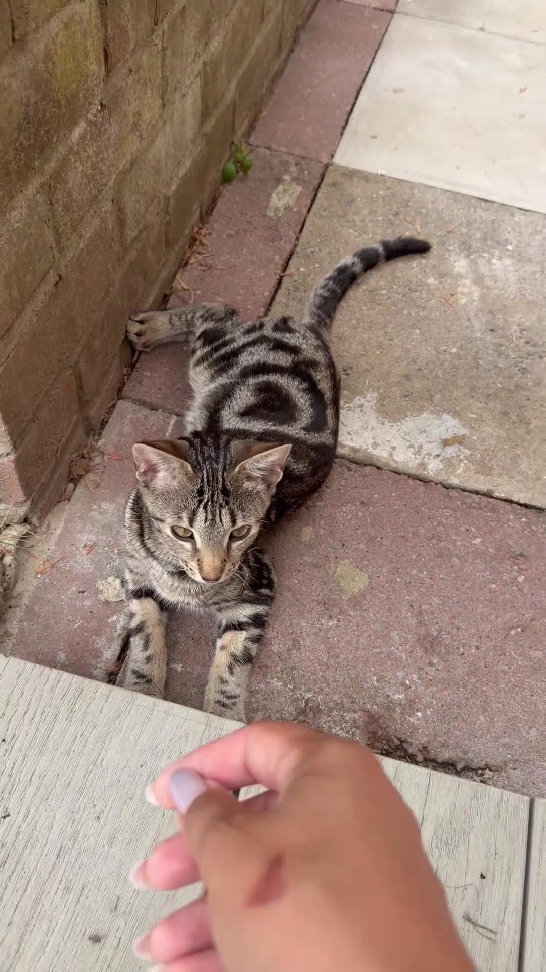 Savannah cats for sale: Savannah kitten Missy in London - Video 1