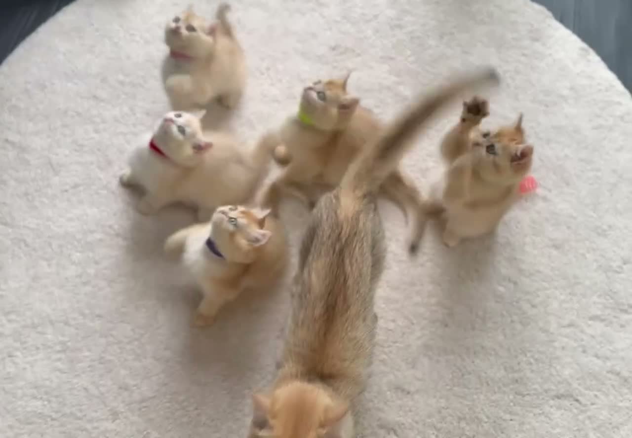 British Shorthair cats for sale: 💛Premium golden chinchilla bsh kittens 💛 - Video 2