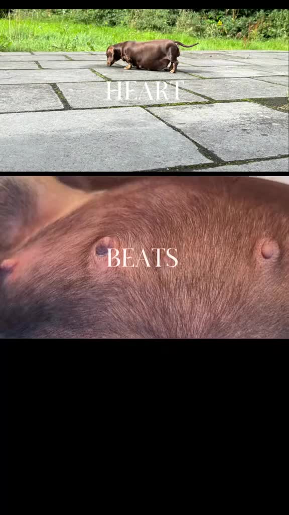 Miniature Dachshund dogs for sale: Chocolate & Tan KC Miniature Dachshund Puppies - Video 2