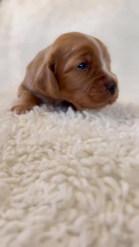 Cocker Spaniel dogs for sale: Full Health Tests KC Reg Showline Cocker Spaniels - Video 2