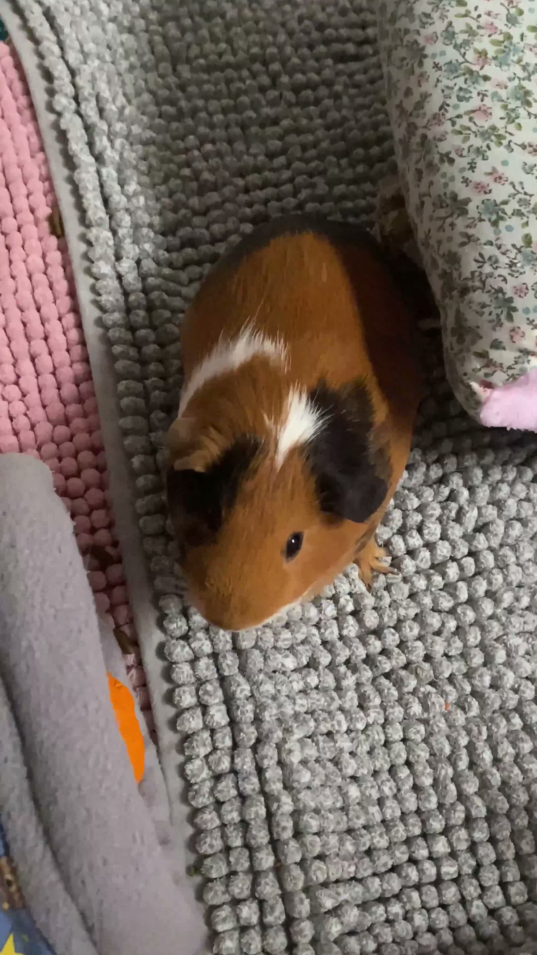 Guinea Pig rodents for sale: Female Guinea Pig For Rehoming  in Darwen - Video 2