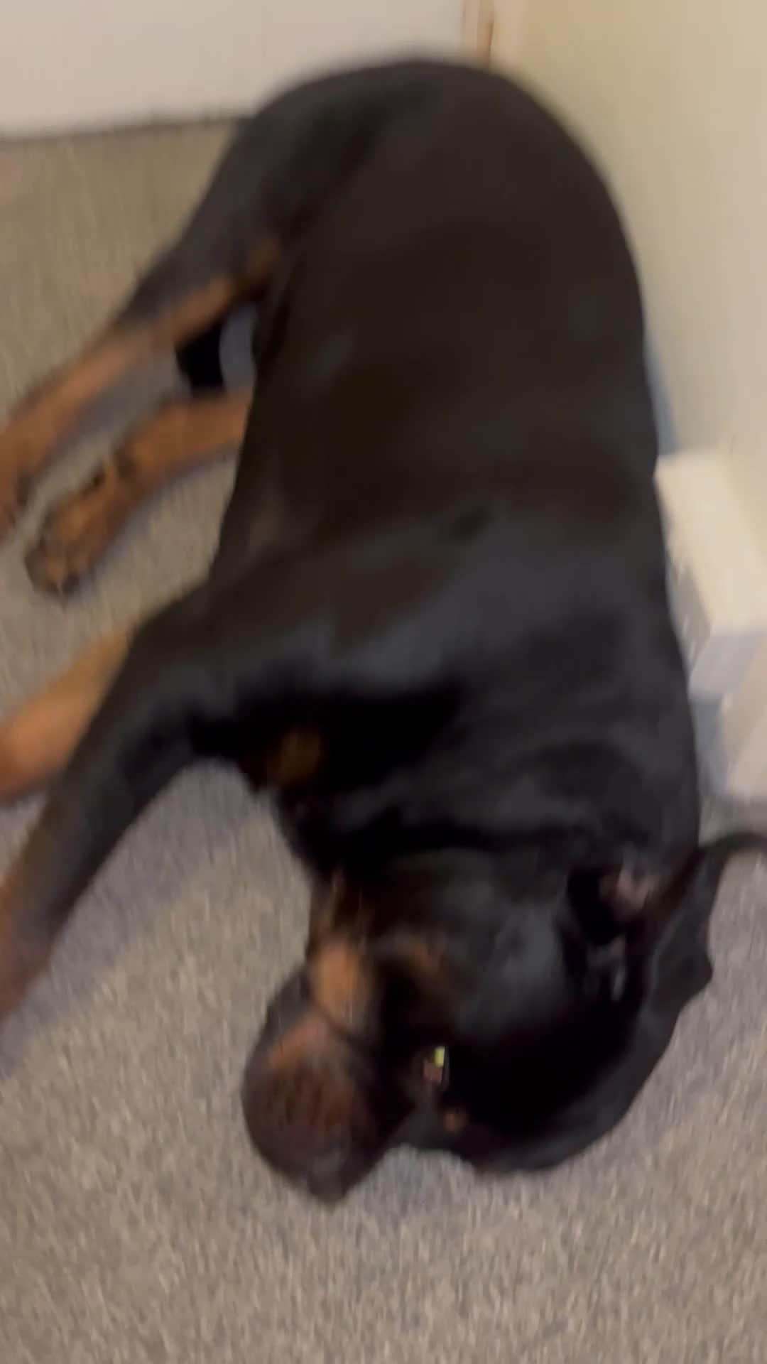 Rottweiler dogs for stud: Royce - Video 1