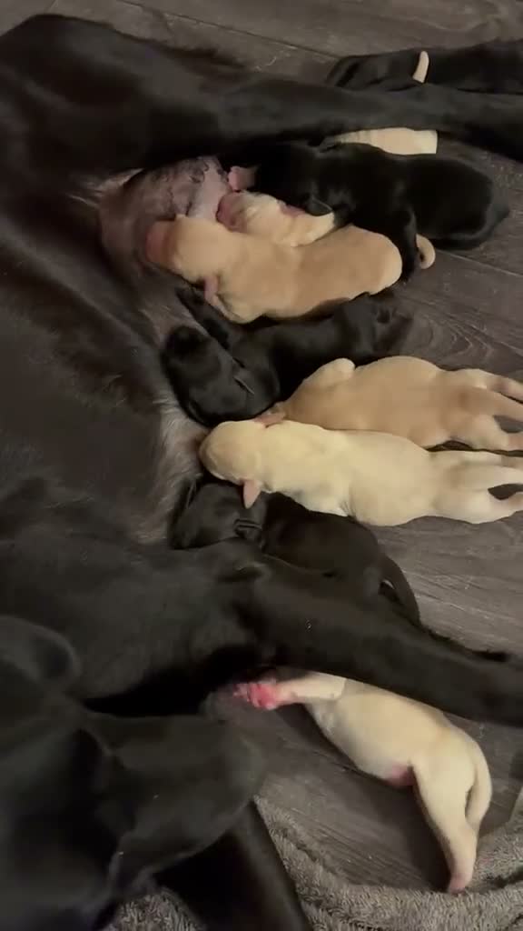 Labrador Retriever dogs for sale: Labrador retriever puppies  - Video 1
