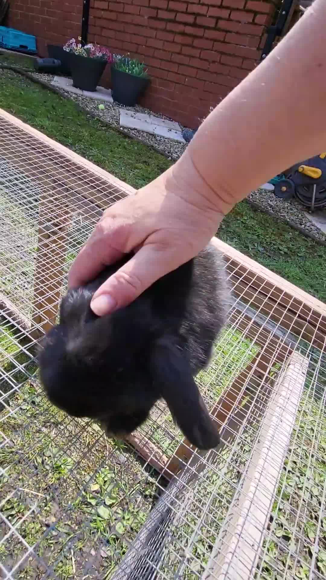 Mini Lop rabbits for sale: Mini lops 2 males - Video 3