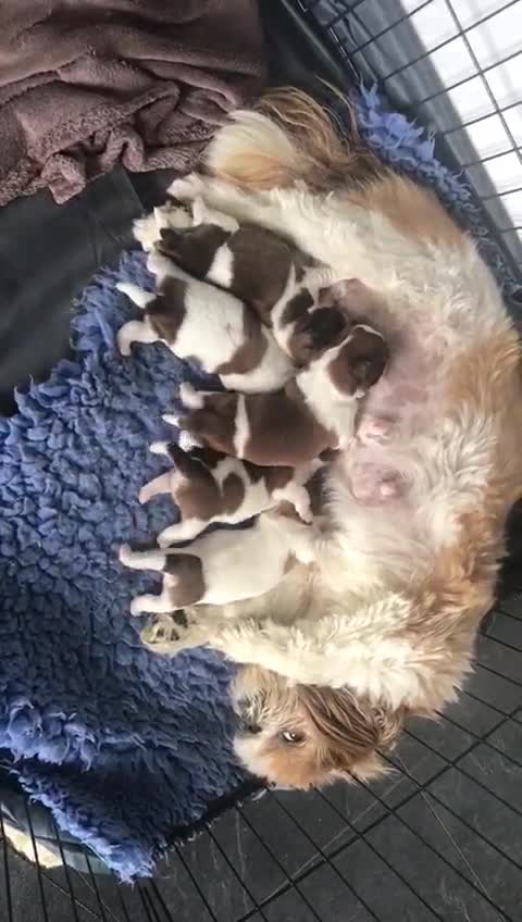 Shih Tzu dogs for stud: Handsome experienced KC registered stud dog in Cullompton - Video 1