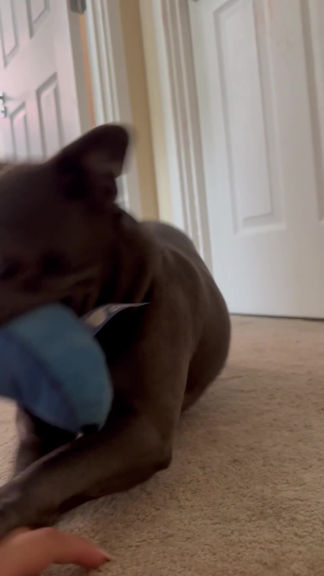 French Bulldog dogs for sale: Female French bulldog - Video 1