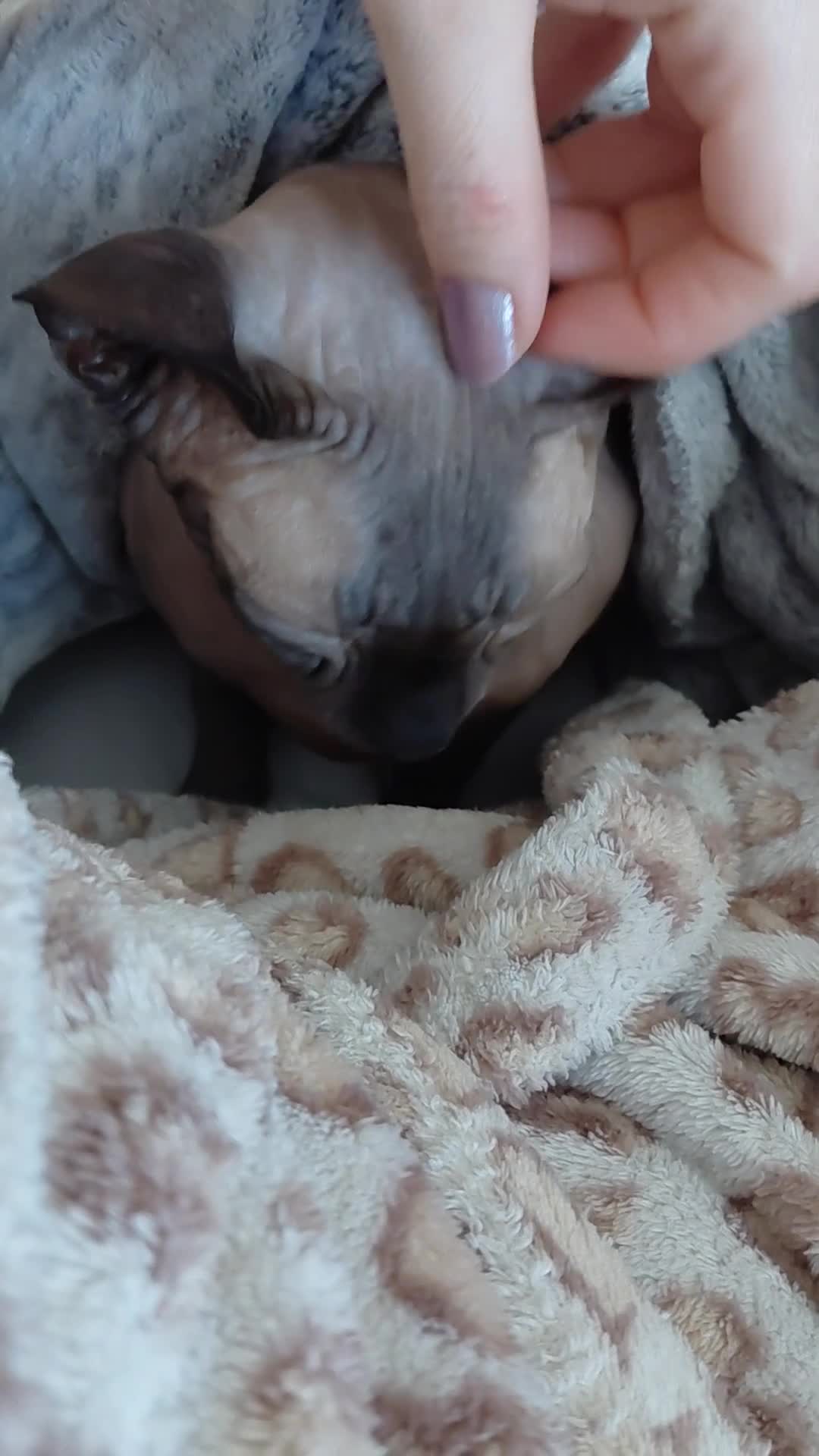 Sphynx cats for sale: Male Sphnx needing loving home - Video 1