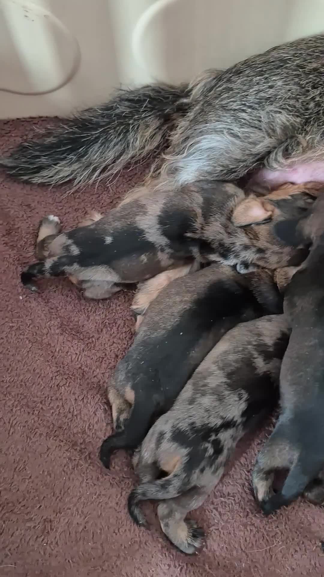 Miniature Dachshund dogs for sale: Miniature wire dachshund puppies - Video 1