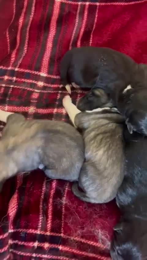 Akita dogs for sale: American bear faced akitas - Video 1