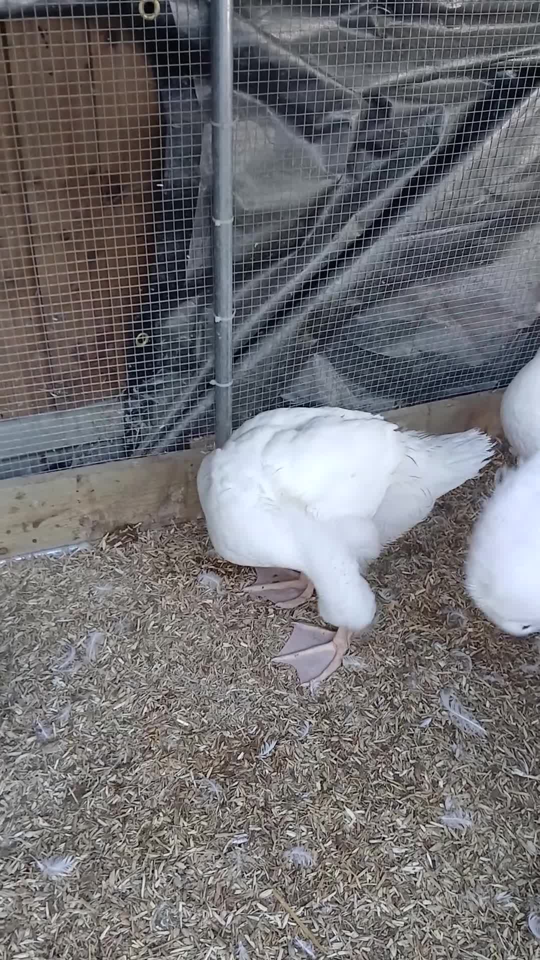 Geese poultry for sale: 2 x goslings for sale  - Video 1