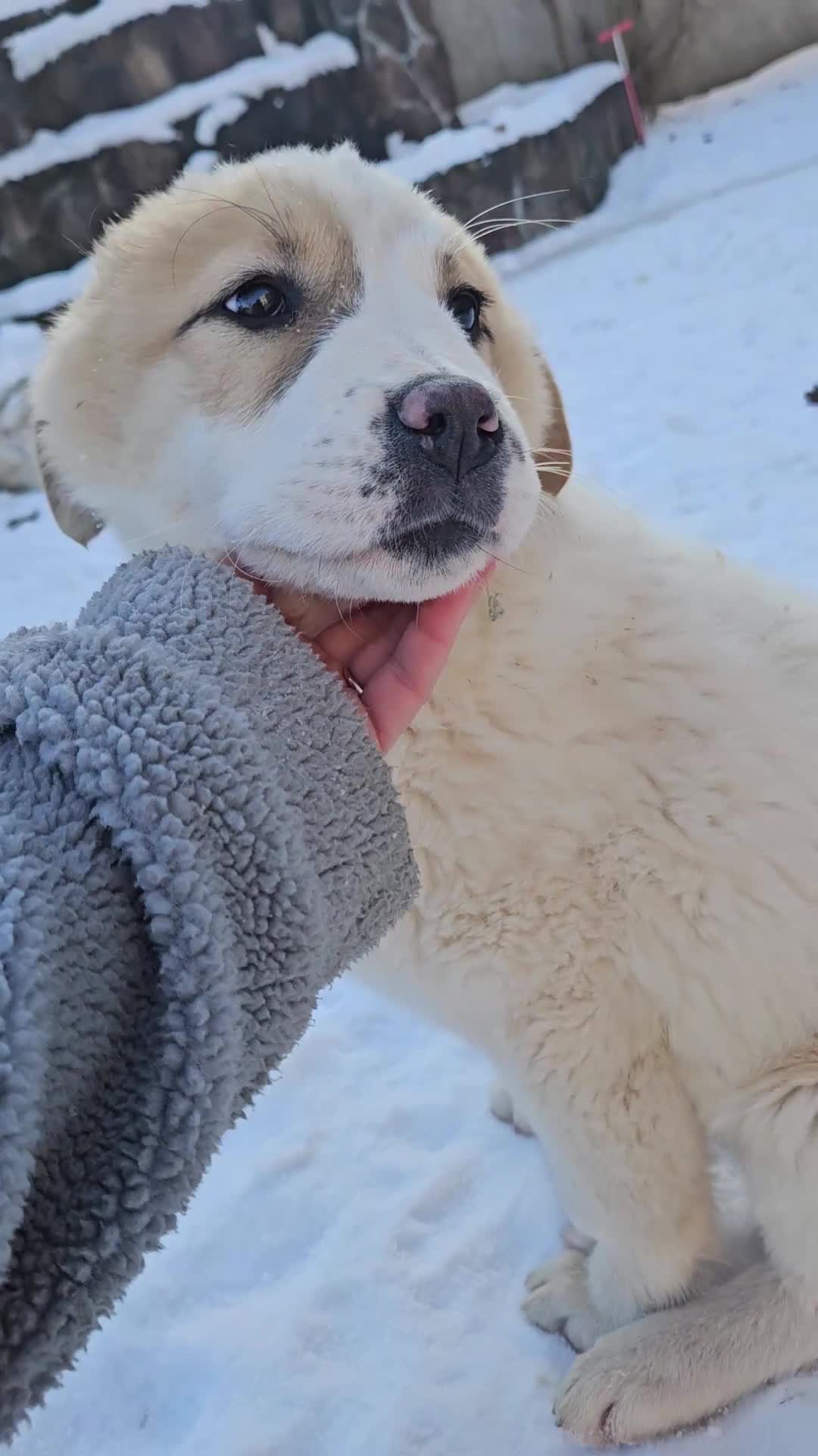 Central Asian Shepherd dogs for sale: Last one boy and girl central Asian shepherd pups - Video 1