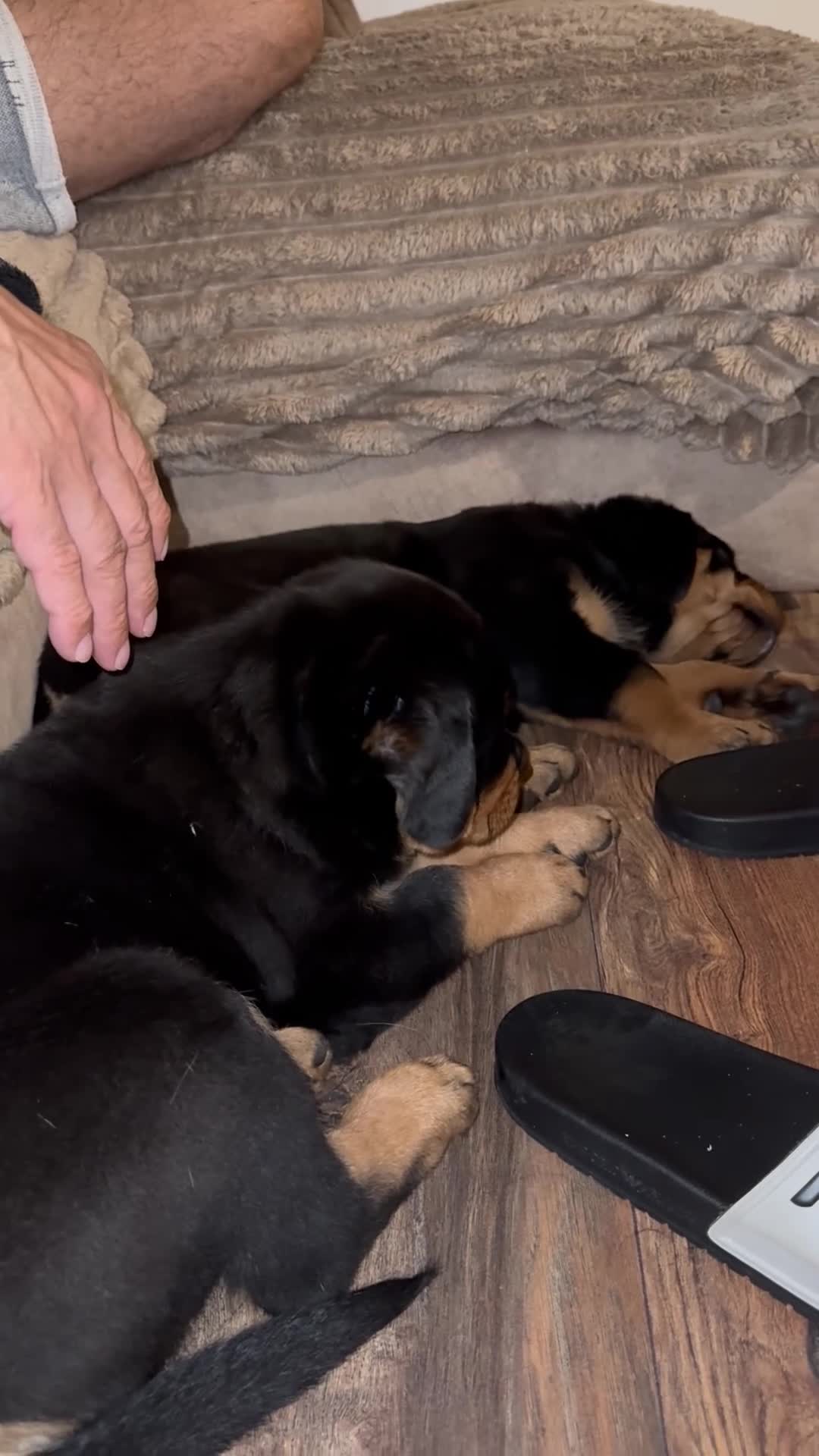 Rottweiler dogs for sale: Male Rottweiler puppy  - Video 3