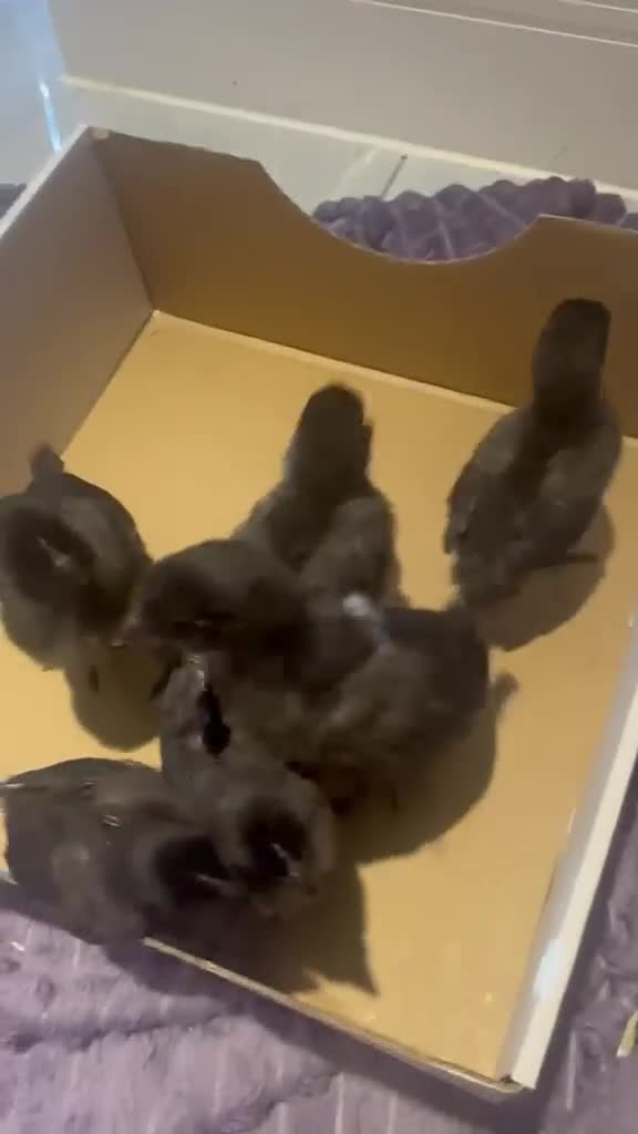 Chickens poultry for sale: 1 week to 4 weeks old chicks ,various breed  - Video 2