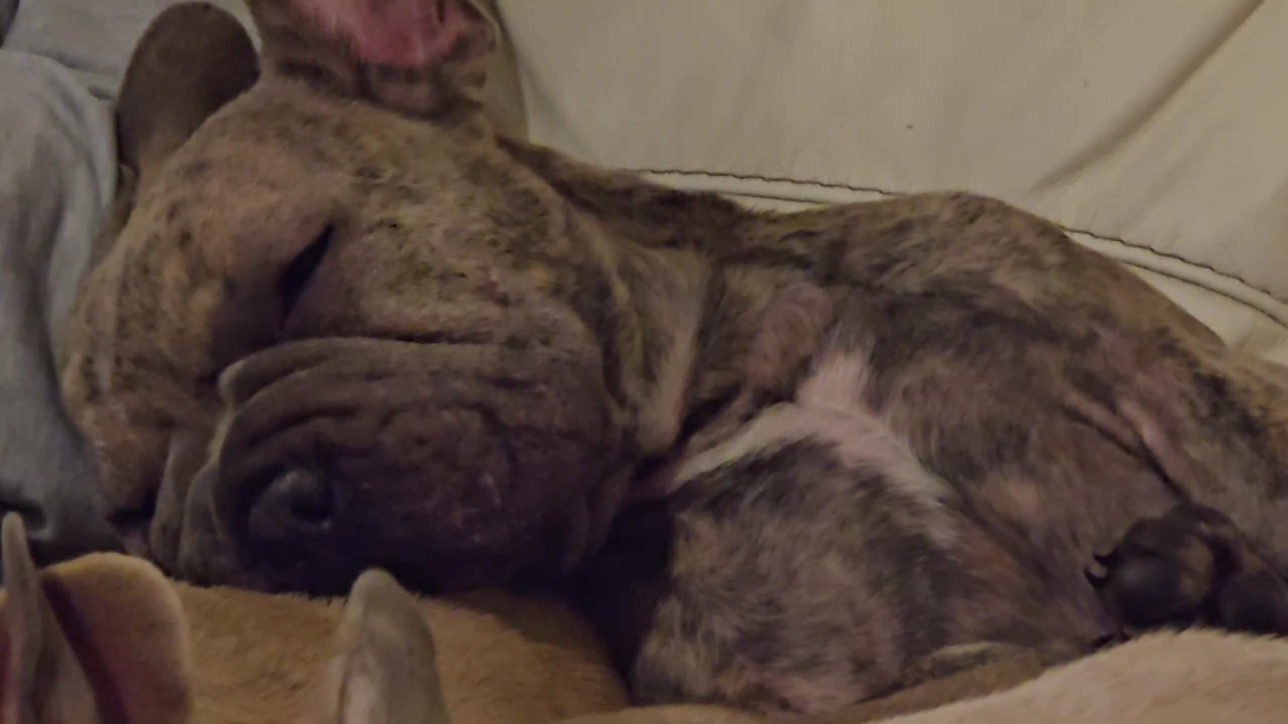 French Bulldog dogs for sale: GOLDEN French Bulldog  - Video 1