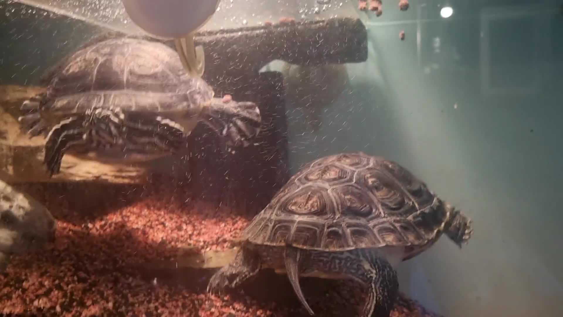 Terrapin reptiles for sale: 2 Terrapins Turtles 3 years adults - Video 1