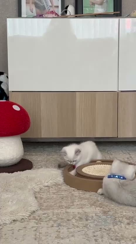 Scottish Fold cats for sale: TICA Registered Scottish Fold Kittens - Video 2