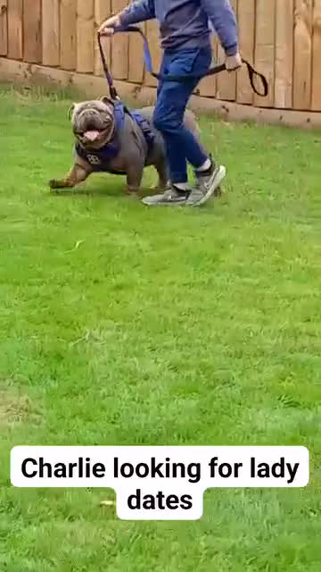 English Bulldog dogs for stud: Charlie for stud lilac and tan fullsuit - Video 1