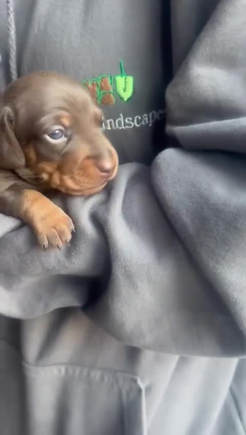 Miniature Dachshund dogs for sale: Miniature daschaund puppies  - Video 4
