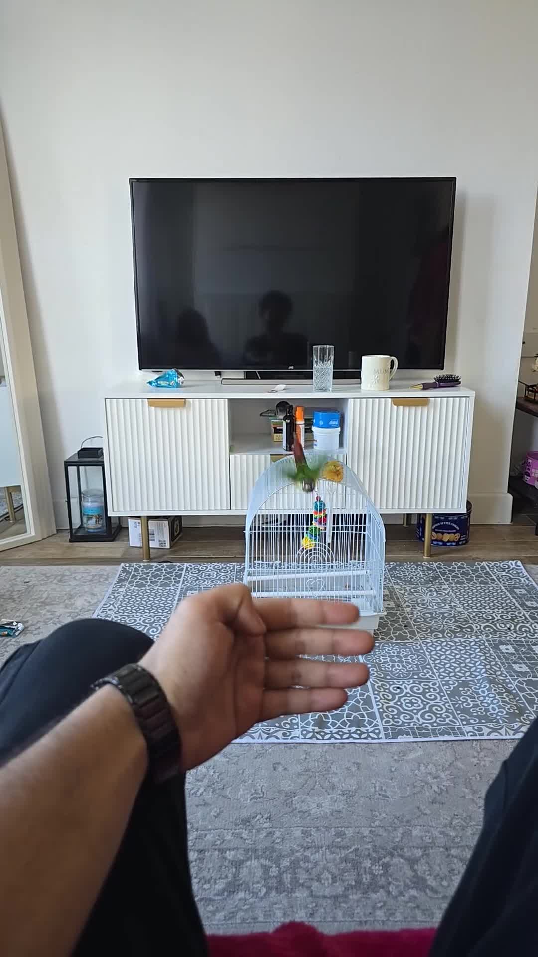 Conures birds for sale: Greencheeck/pineapple conure for sale  in Leeds - Video 1