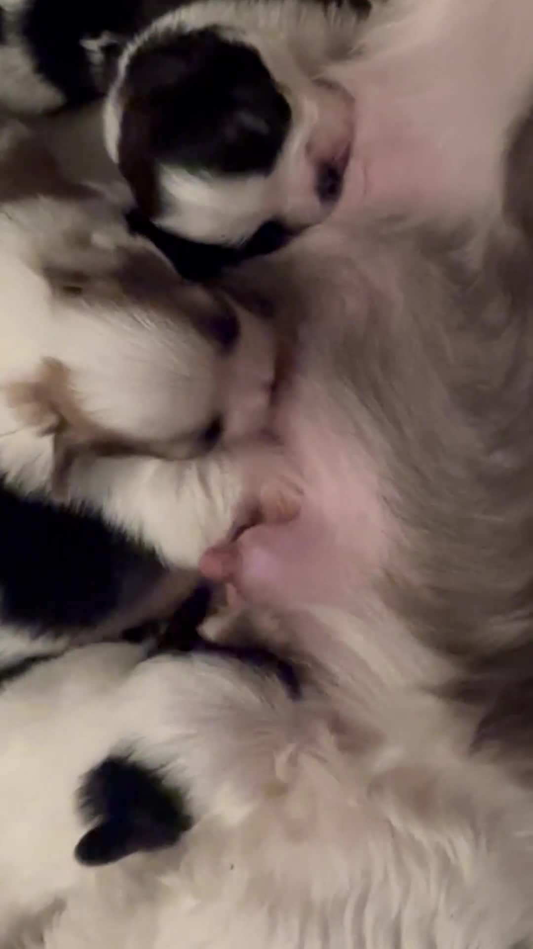 Shih Tzu dogs for sale: 5 Beautiful shihtzu  puppies for sale 2xM 3xF - Video 2