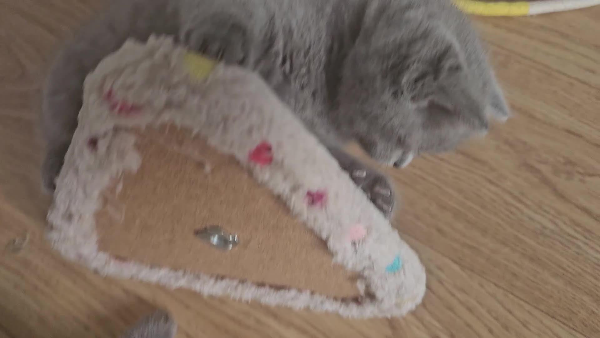 British Shorthair cats for sale: GCCF British Shorthair Kittens - Video 3