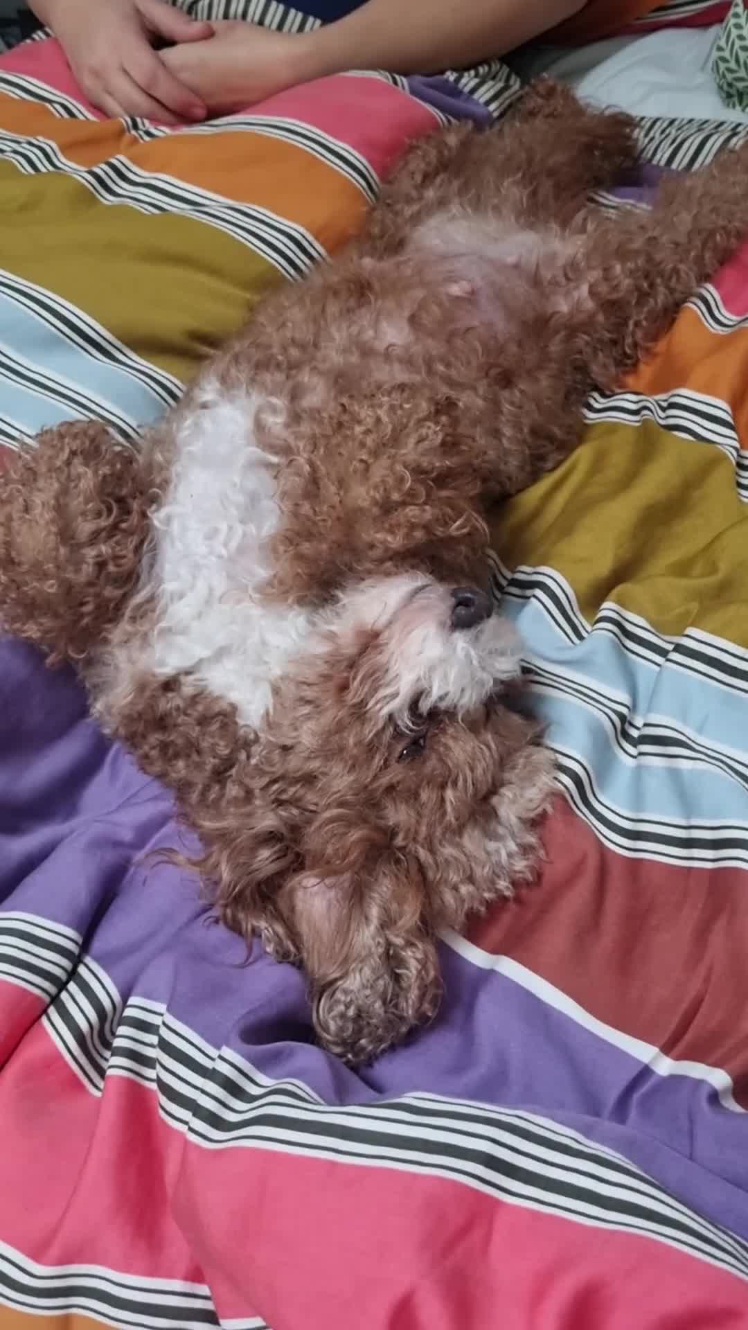 Toy Poodle dogs for sale: Toy poodle puppy - Video 2