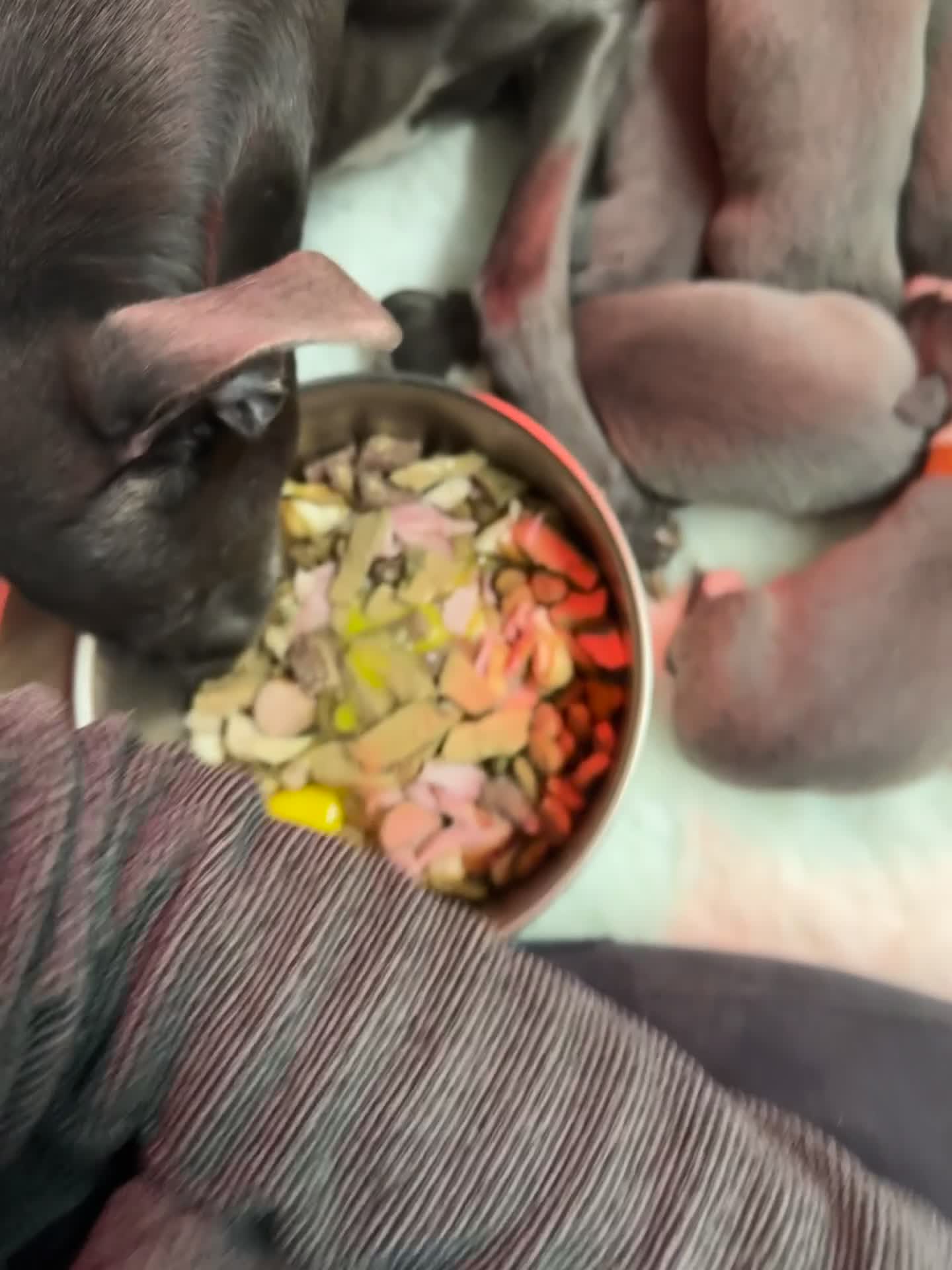 Whippet dogs for sale: Exceptional KC Blue Whippet Puppies born 02/04/26 - Video 1