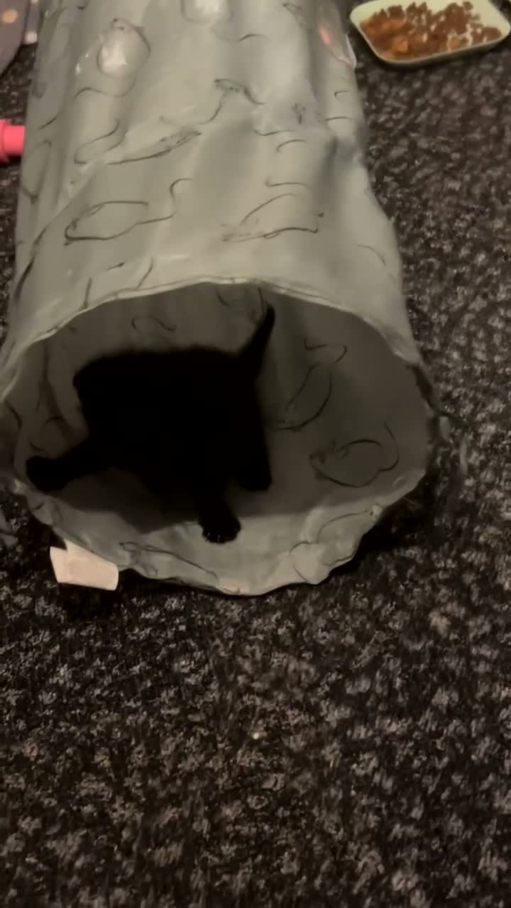 Mixed Breed cats for sale: 3 black kittens for sale in Rochester - Video 1