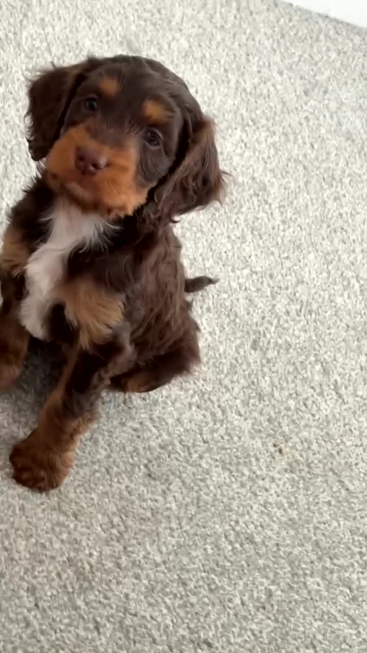 Mixed Breed dogs for sale: Merle Cocker cross jackapoo puppies - Video 2