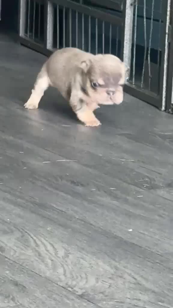 French Bulldog dogs for sale: Stunning KC Registered French Bulldog Puppies 🐶 - Video 1