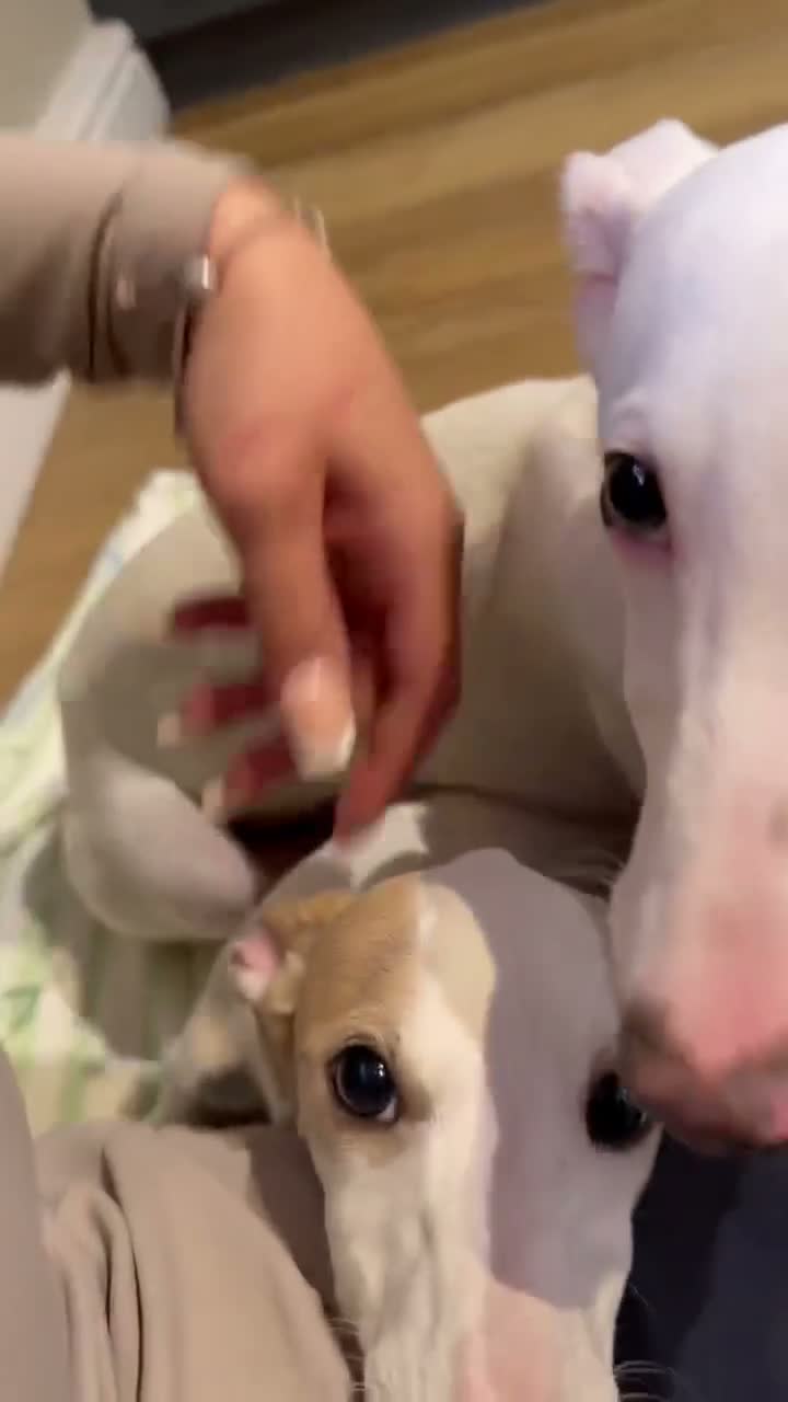 Whippet dogs for sale: 2 Left!!!! gorgeous whippet puppies 🐶  in Bury Saint Edmunds - Video 1