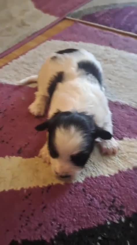 Bichon Frise dogs for sale: 4beautiful Bichon Frise puppies (3boys and 1 girl) - Video 4