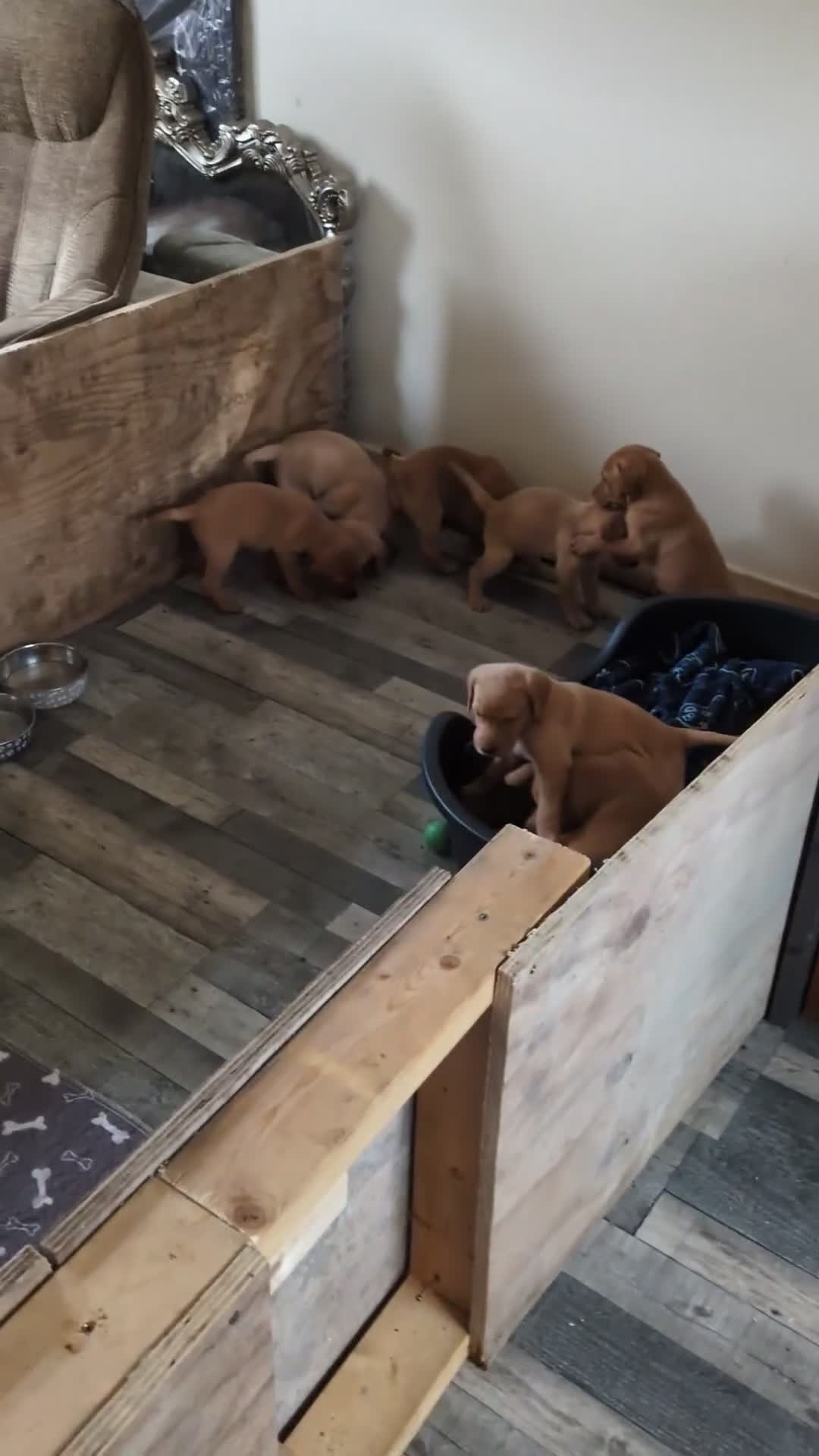Labrador Retriever dogs for sale:  Fox red shade of yellow Labrador puppies for sale - Video 1