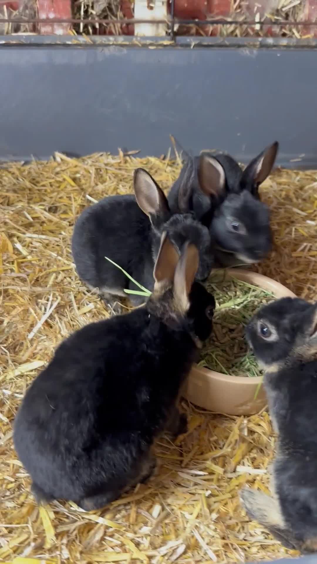 Rex rabbits for sale: Various Mini Rex  - Video 3