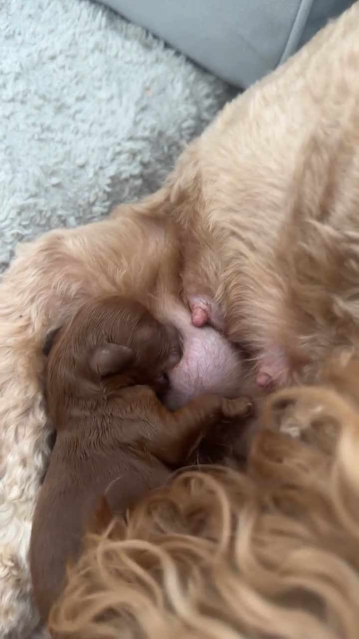 Cockapoo dogs for sale:  5 Stunning F1 red cockapoos - Video 2