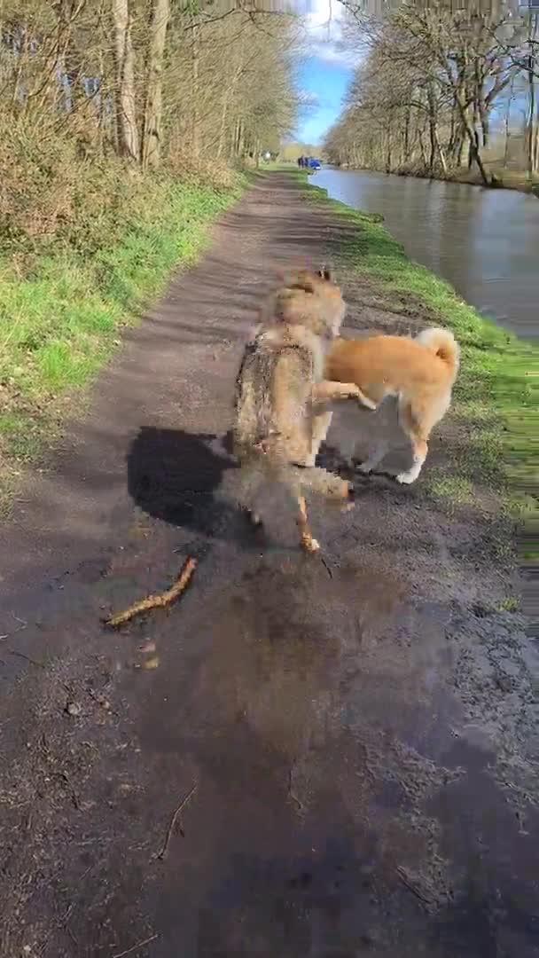 Saarloos Wolfdog dogs for stud: Stud Czechoslovakian wolfdog in Birmingham - Video 2