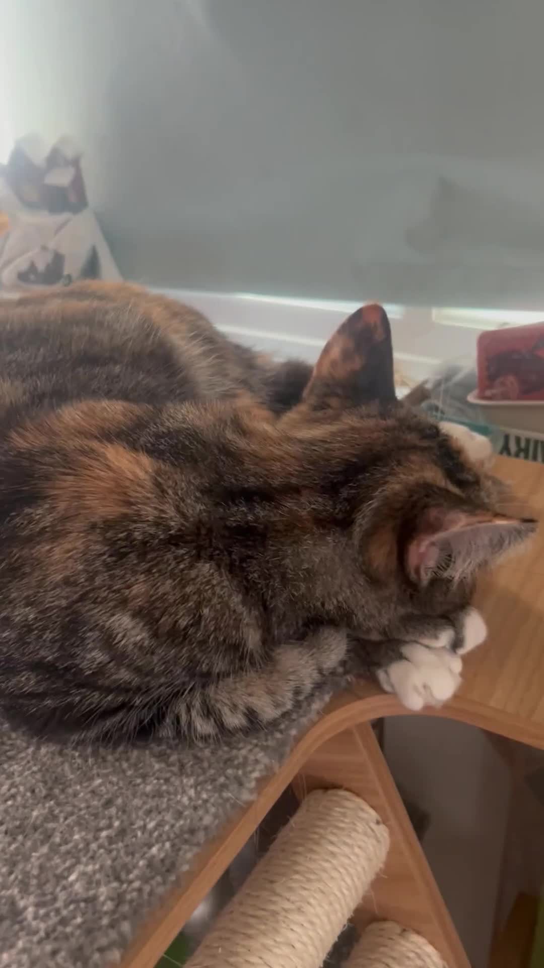 Mixed Breed cats for sale: Narla affectionate social female  - Video 1