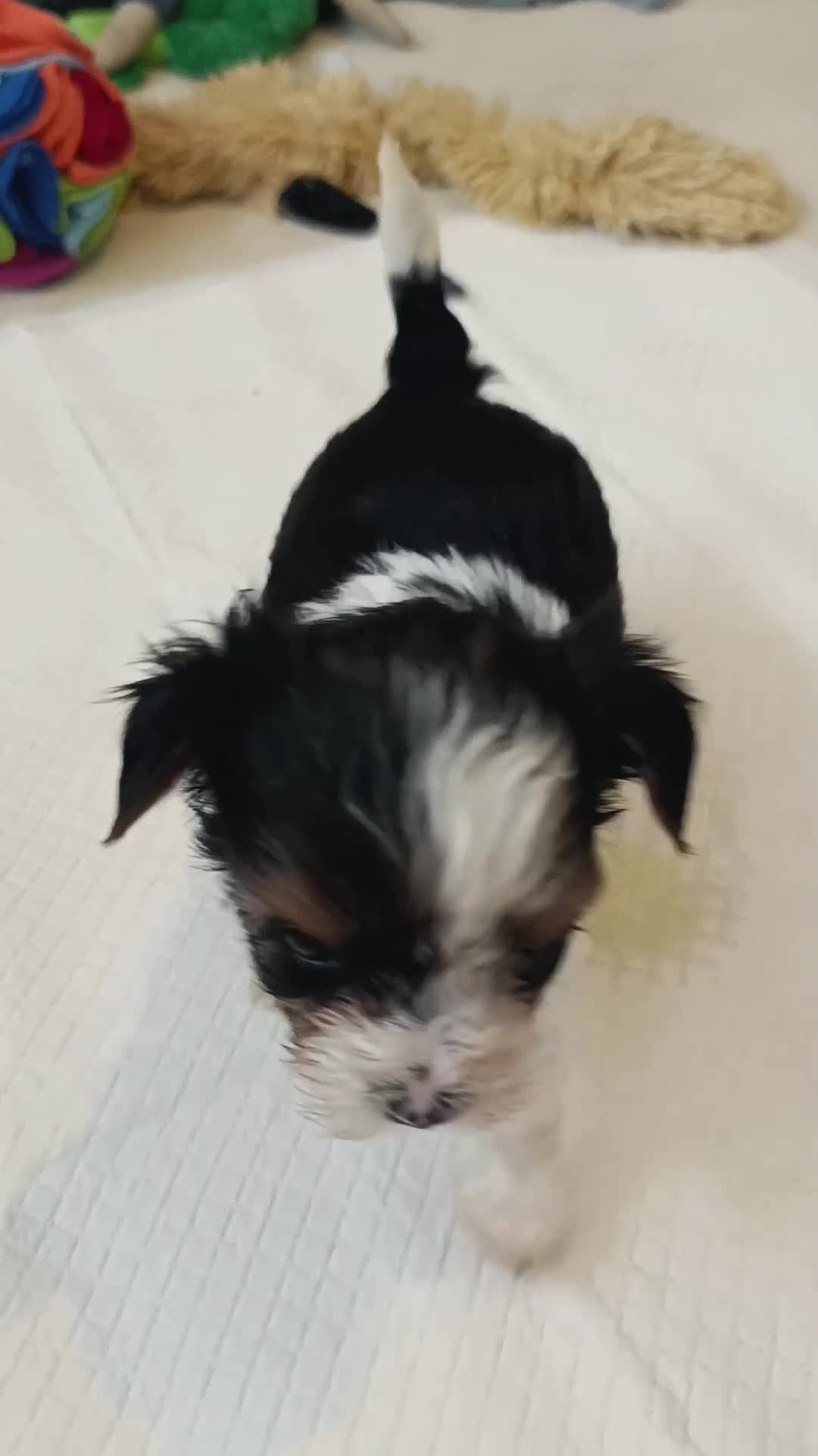 Yorkshire Terrier dogs for sale: Yorkshire terrier-Biro- Biewer-White Ocean Pearl🐶 - Video 2