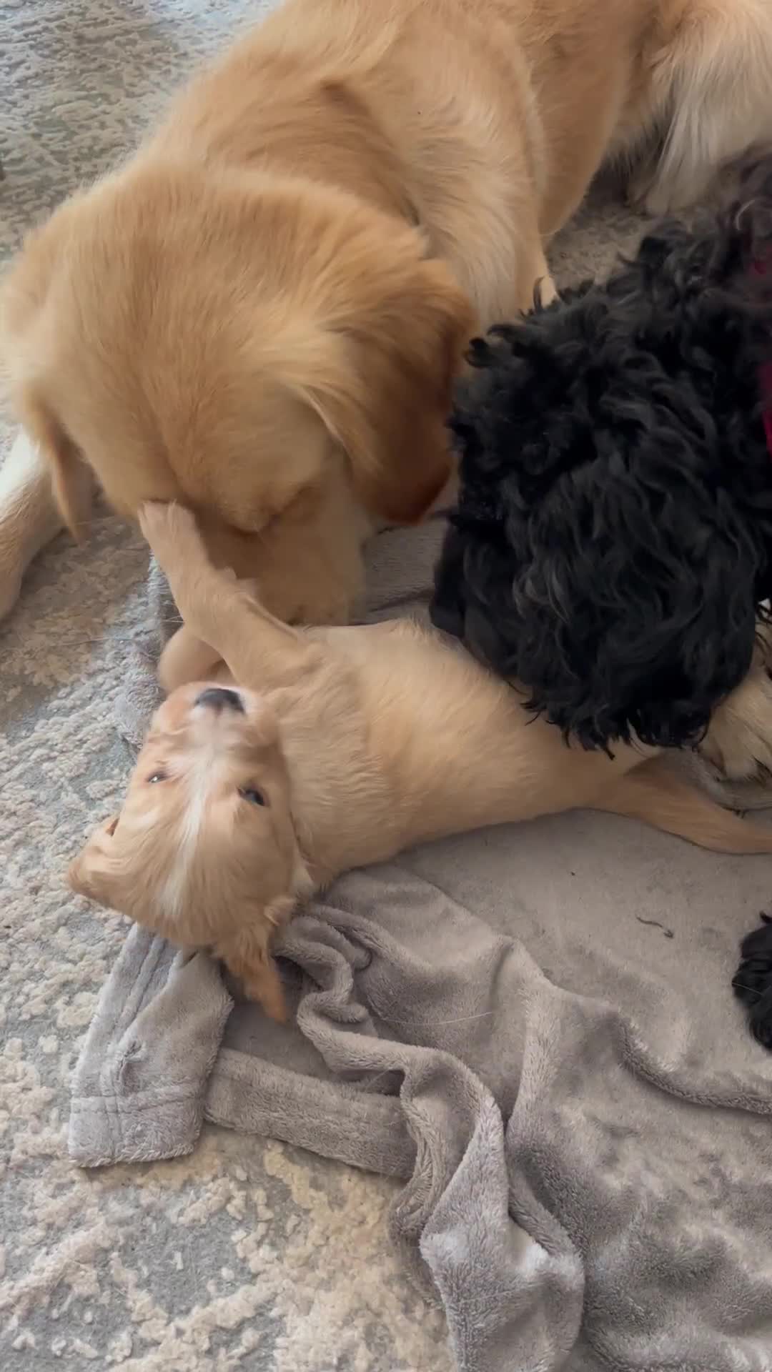 Mixed Breed dogs for sale: Beautiful Golden Cockapoo Retrieve puppies - Video 3