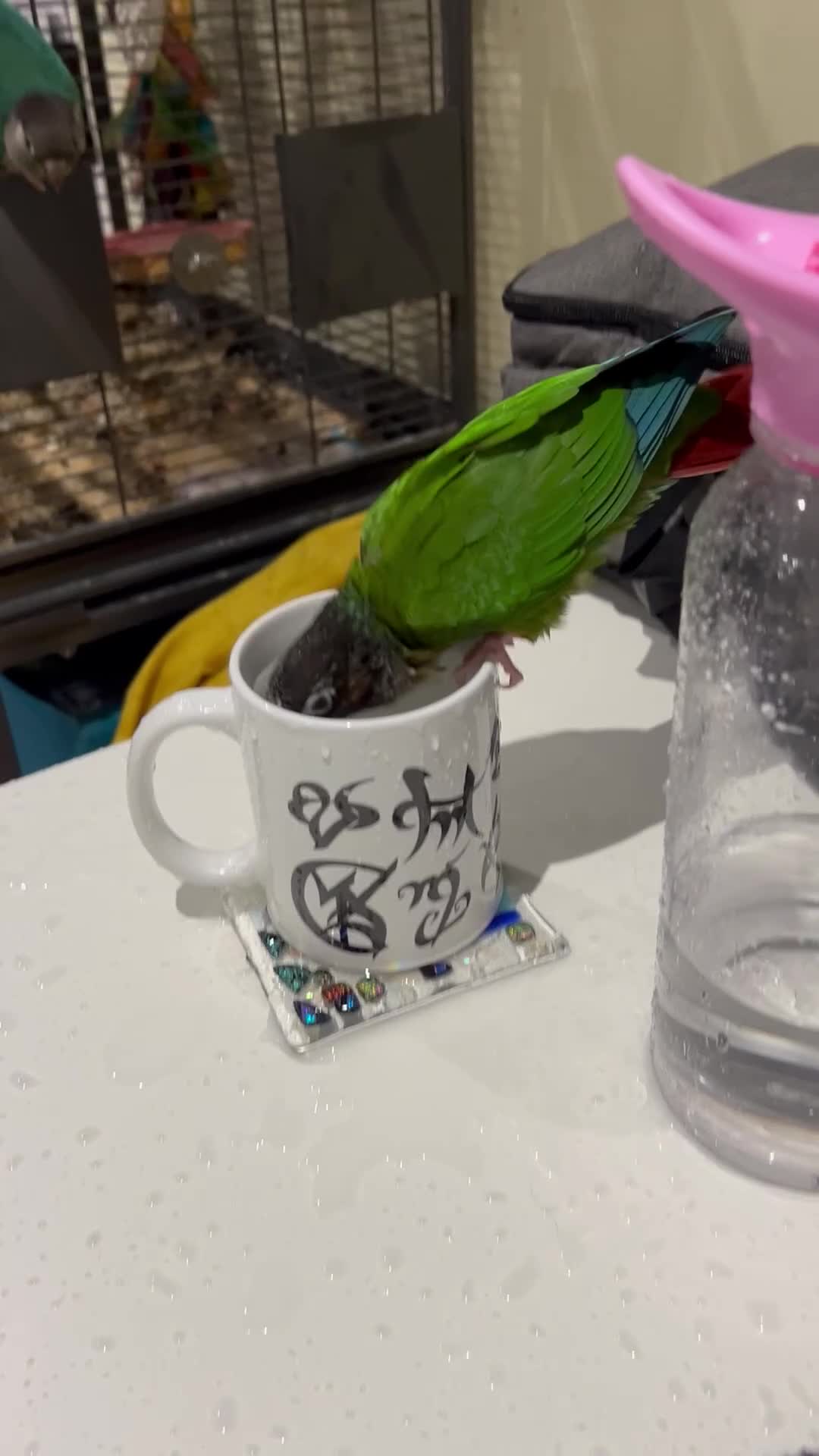 Conures birds for sale: Meet Belle and Killian! in Trowbridge - Video 3