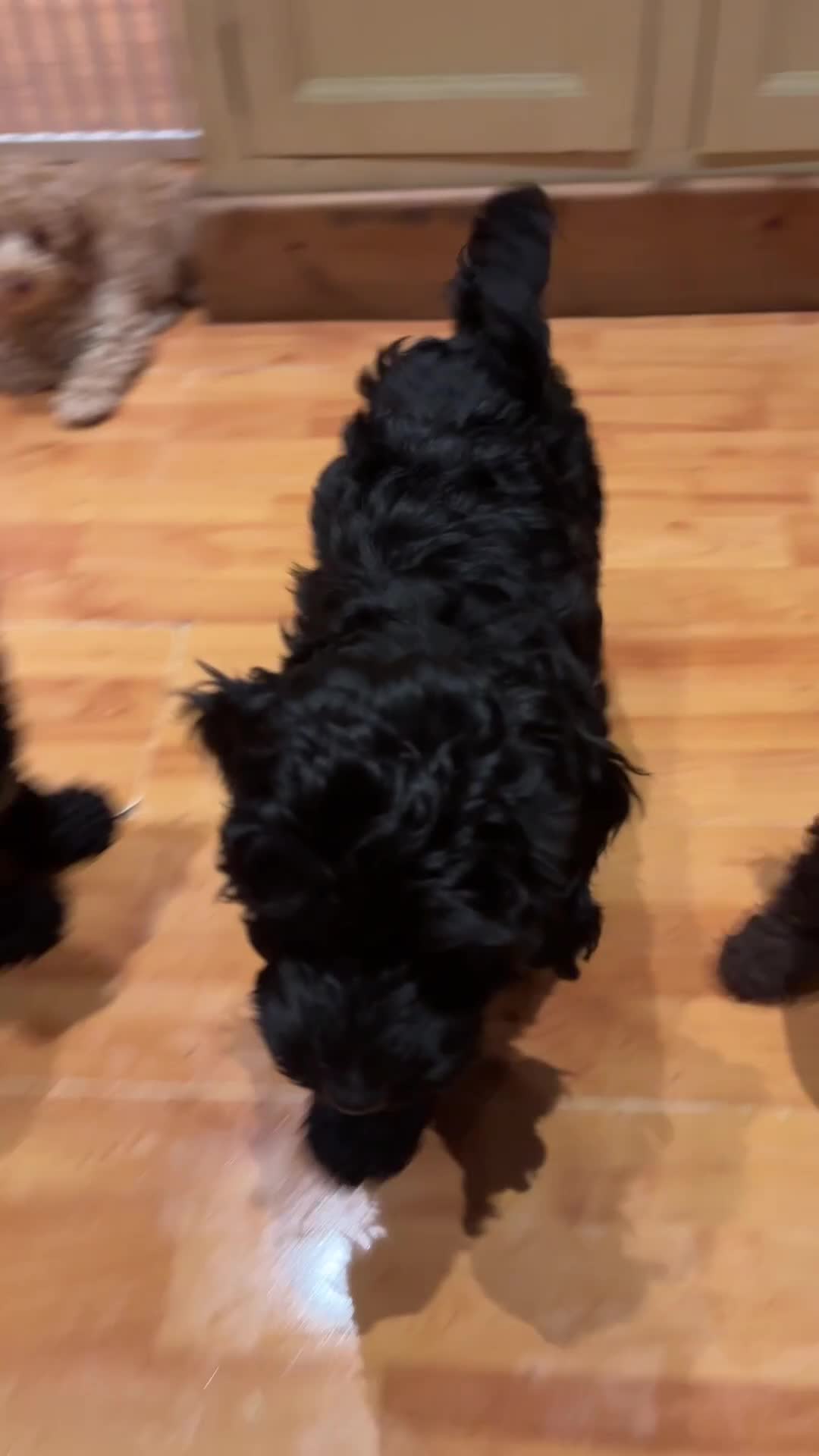 Sproodle dogs for sale: 10 FB2 sproodles puppies  - Video 3