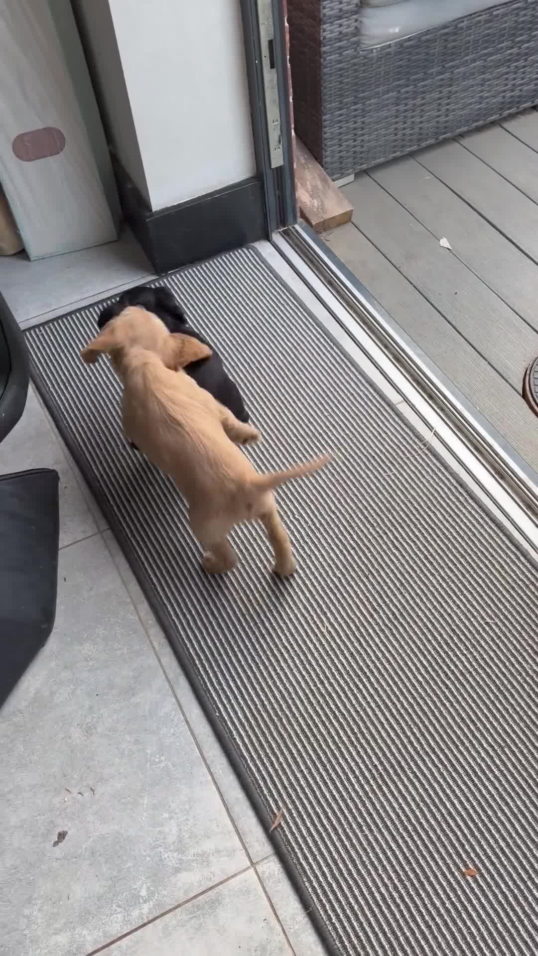 Cockapoo dogs for sale: F2 Cockapoo Puppies - Home Bred - Video 2