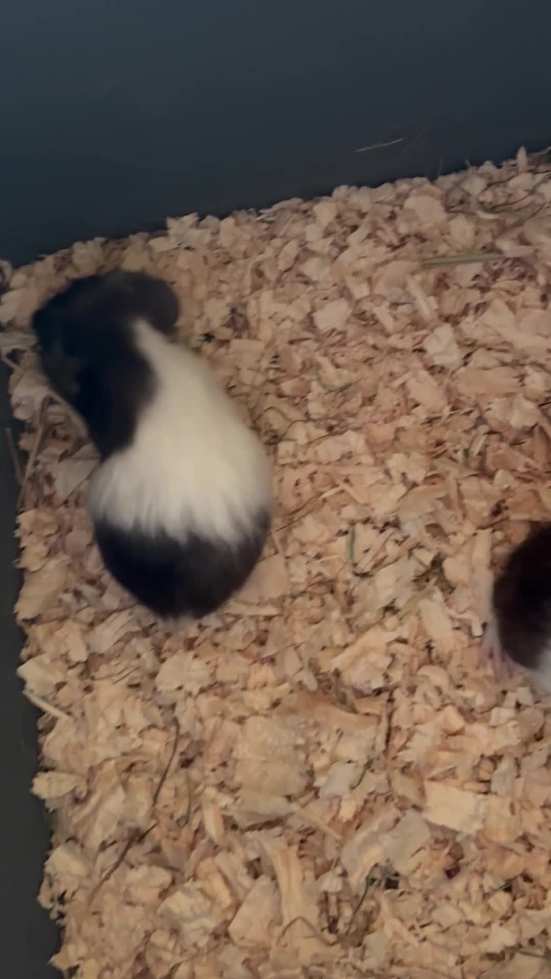 Guinea Pig rodents for sale: Beautiful and friendly guinea pig babies  - Video 2
