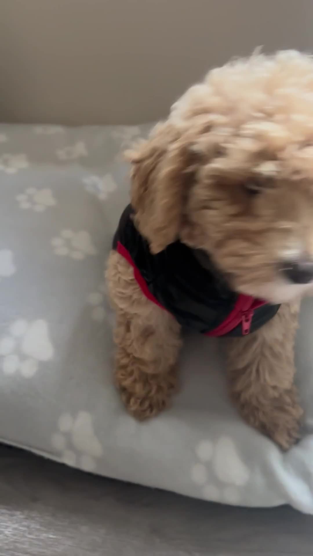 Toy Poodle dogs for sale: Last Toy Poodle Girl Waiting for her Forever Home - Video 1