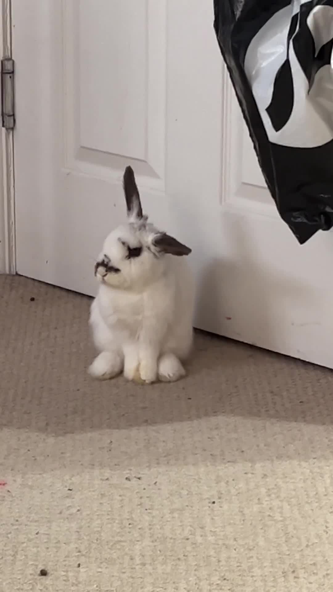 Mixed Breed rabbits for sale: Daphne and Velma need a loving home  - Video 1