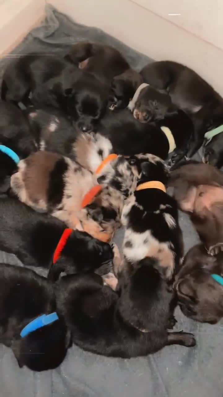 Mixed Breed dogs for sale: Thai ridgeback x merle border collie  - Video 1