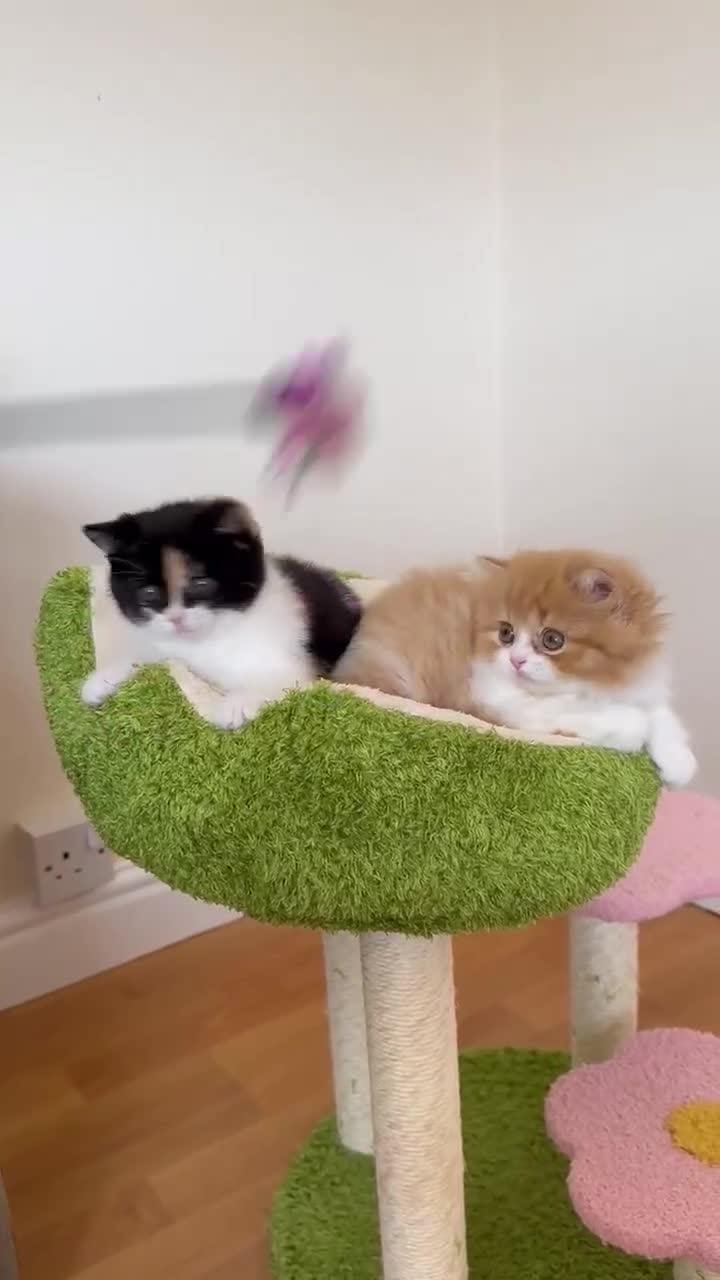 British Shorthair cats for sale: British Shorthair Pedigree Kittens - Video 1