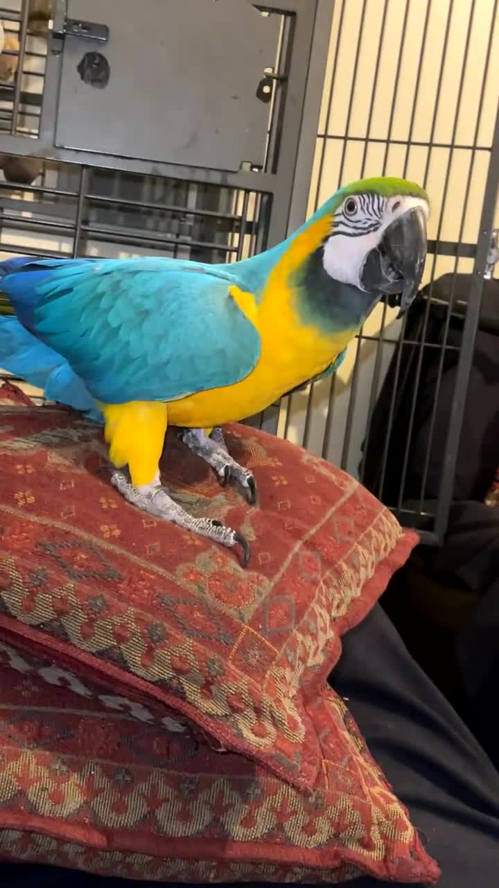 Macaws birds for sale:  Blue and Gold Macaw Parrot – Healthy & Vibrant  - Video 2